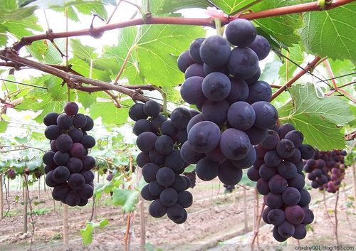 【转载】【果品安全】葡萄标准化生产技术(中)